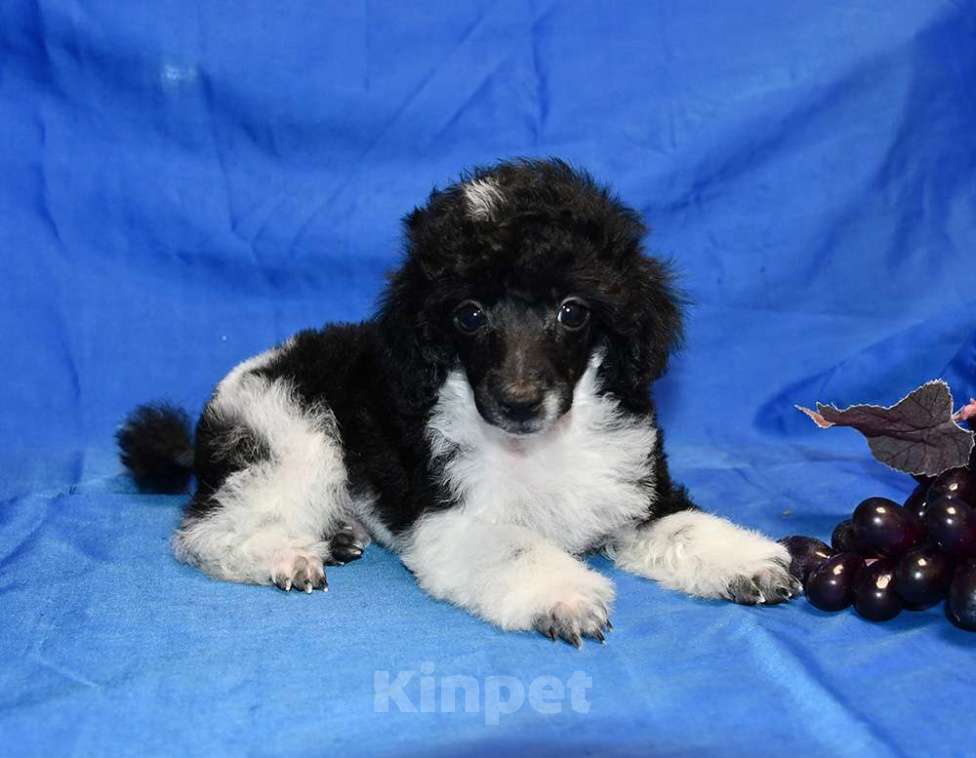 Собаки в Долгопрудном: ТОЙ ПУДЕЛЬ арлекин ДЖЕНТЛИ БОРН ПЕРЧИ Мальчик, 120 000 руб. - фото 2