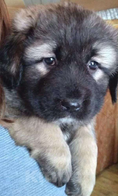 Собаки в Новосибирске: Щенок кавказской овчарки  Мальчик, Бесплатно - фото 3