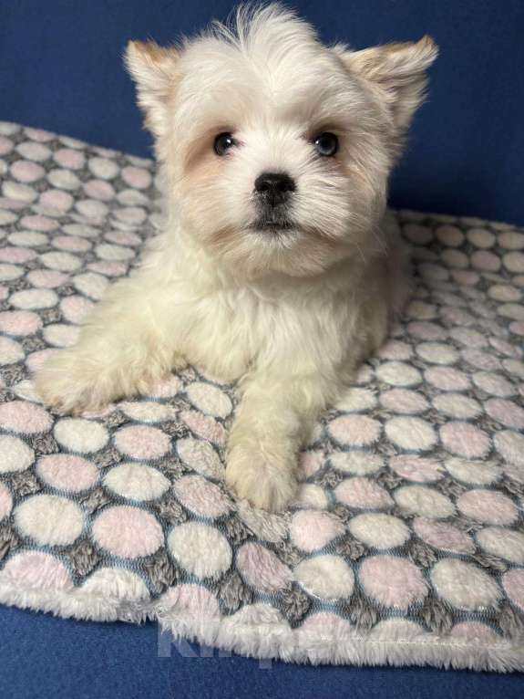 Собаки в Москве: Йоркширский  терьер  Голубоглазый  Мальчик Мальчик, 70 000 руб. - фото 2