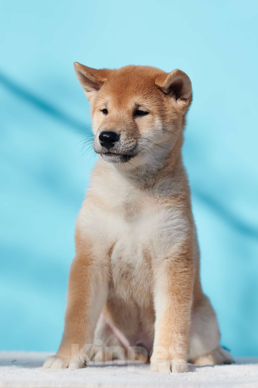 Собаки в Челябинске: Щенки сиба-ину РКФ  Мальчик, 45 000 руб. - фото 1