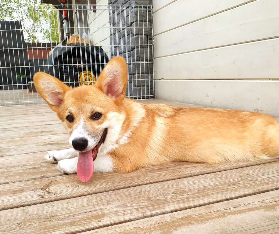 Собаки в других городах Московской области: Щенки вельш корги пемброк Девочка, 55 000 руб. - фото 2