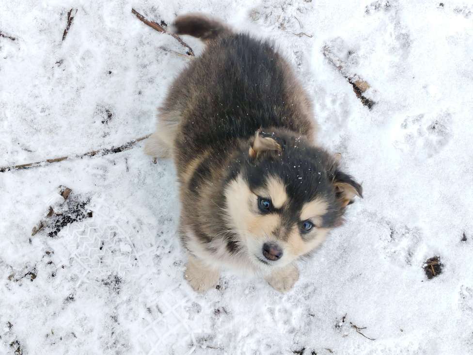 Собаки в Кемерово: Отдам щенков в добрые руки! Девочка, 10 руб. - фото 4