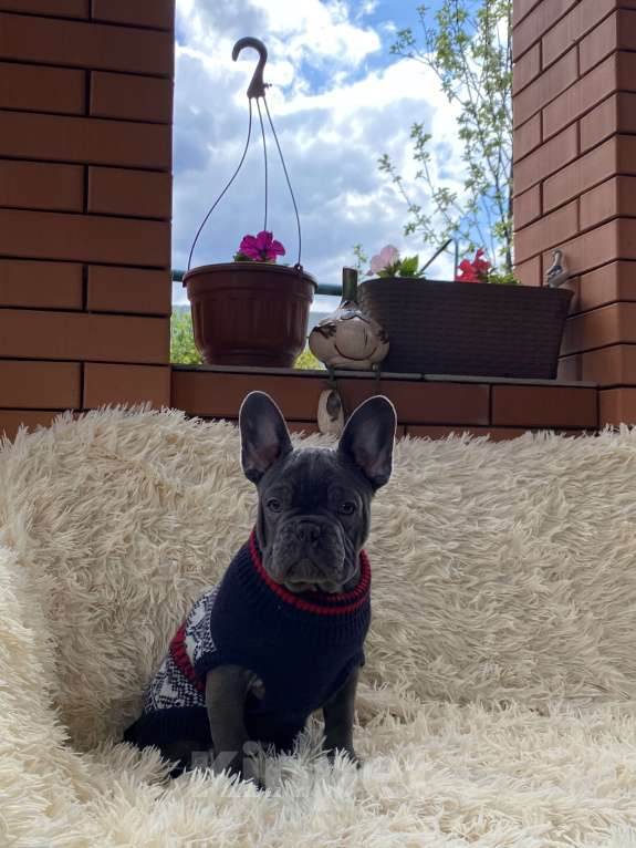 Собаки в Новошахтинске: Щенки французского бульдога Мальчик, 80 000 руб. - фото 1