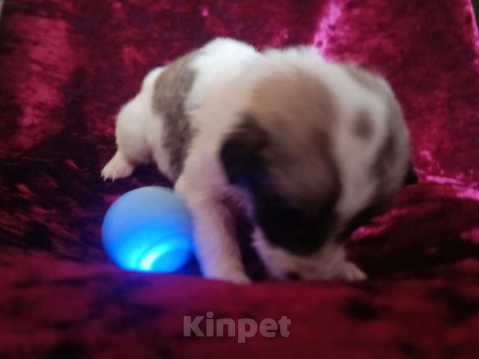 Собаки в Астрахани: Умный щеночек ищет семью Девочка, Бесплатно - фото 3