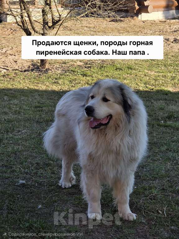 Собаки в Кингисеппе: Щенки Пиренейской горной собаки Разнополые, Бесплатно - фото 10