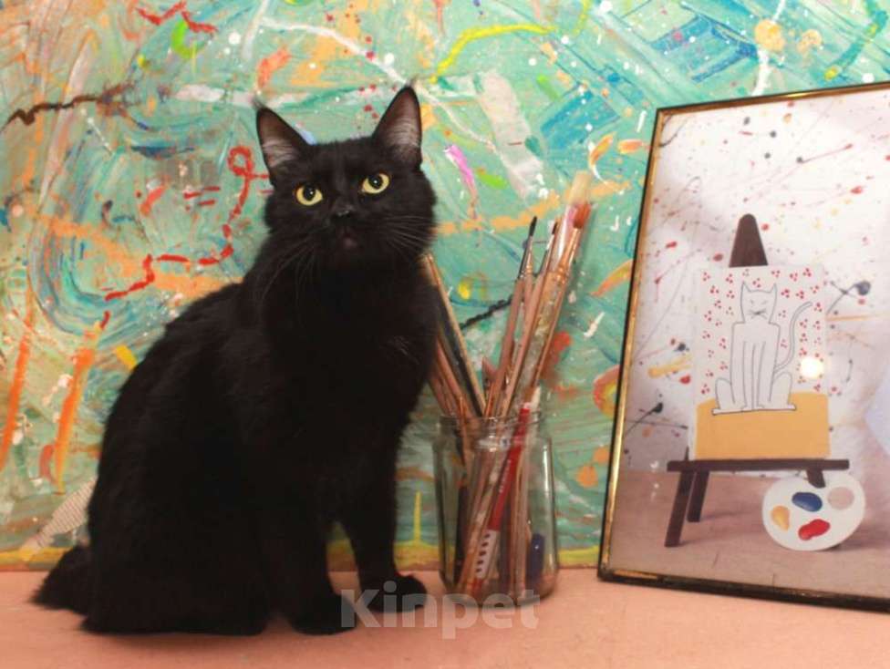Кошки в Москве: Шанти — леди в черном. Молодая кошечка в добрые руки. Девочка, Бесплатно - фото 3
