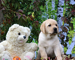 Собаки в Краснодаре: Щенки лабрадора Мальчик, Бесплатно - фото 2