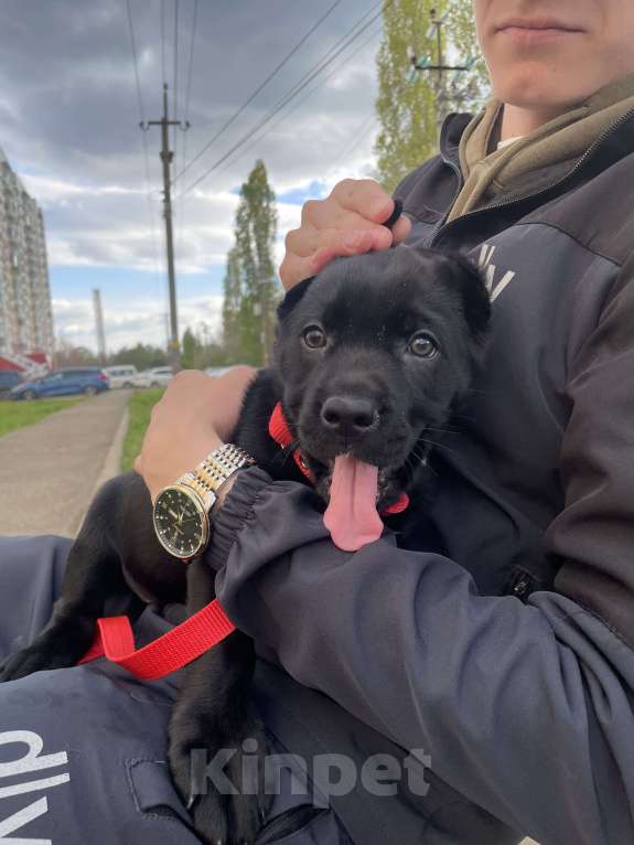 Собаки в Краснодаре: Девочку в самые любящие руки❤️ Девочка, 15 000 руб. - фото 2