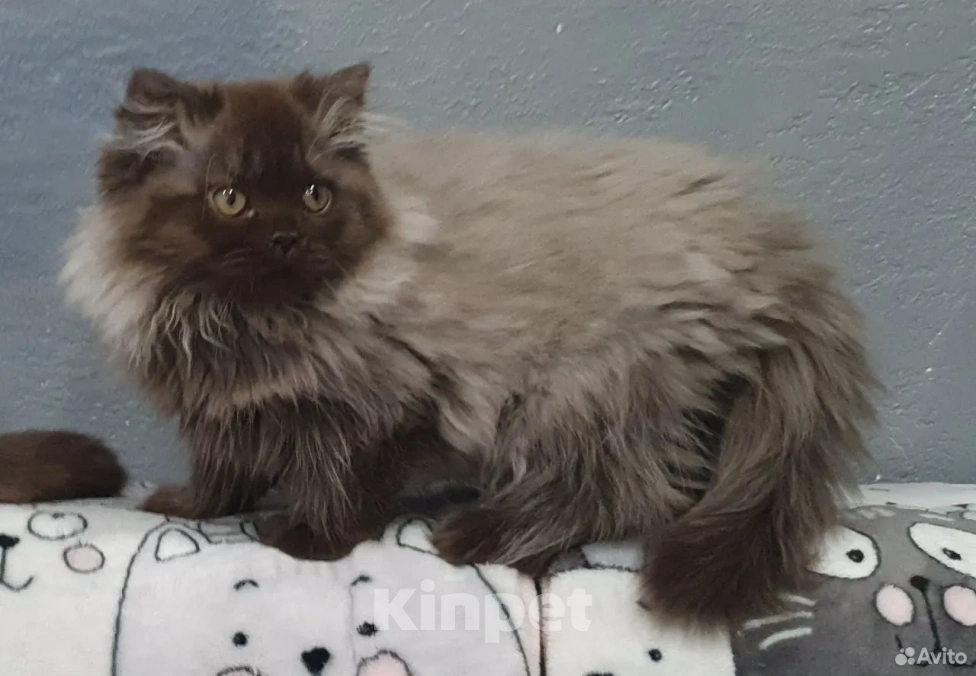 Кошки в Кирове: Британский длинношестный котенок Мальчик, 35 000 руб. - фото 2