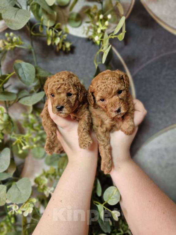 Собаки в Москве: Той-пудель, красные девочки Девочка, Бесплатно - фото 4