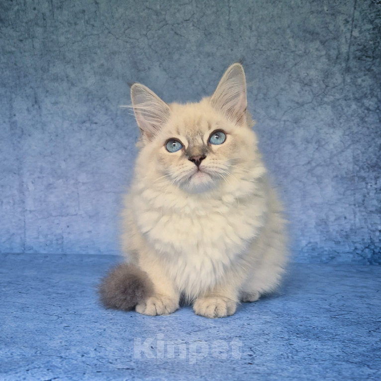 Кошки в Владивостоке: Невский маскарадный котенок Мальчик, Бесплатно - фото 2