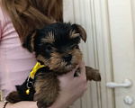 Собаки в Краснодаре: Щенки йоркшистого ьерьера Мальчик, 17 000 руб. - фото 3