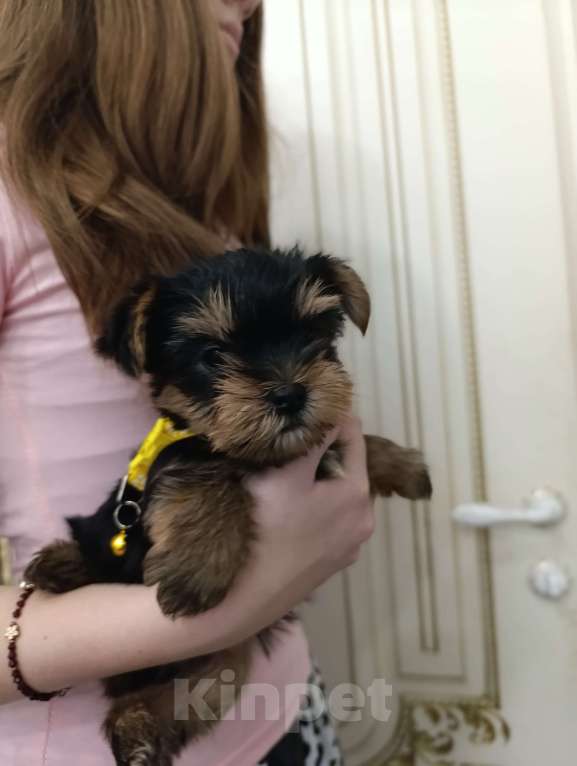 Собаки в Краснодаре: Щенки йоркшистого ьерьера Мальчик, 17 000 руб. - фото 3