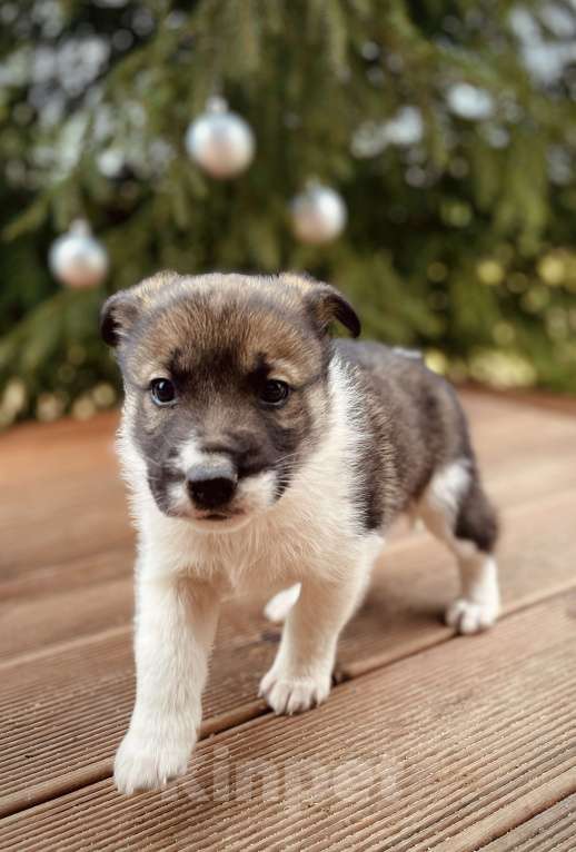 Собаки в Москве: Топтыш ищет семью  Мальчик, Бесплатно - фото 3