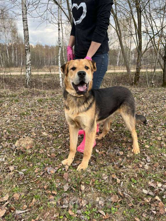 Собаки в Москве: Валли. Классный пес еще ничей Мальчик, Бесплатно - фото 2