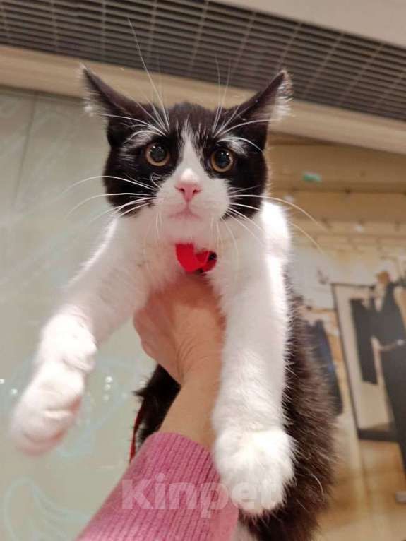 Кошки в Москве: Котёнок девочка маркизного окраса по имени Носюша ищет дом Девочка, 10 руб. - фото 5