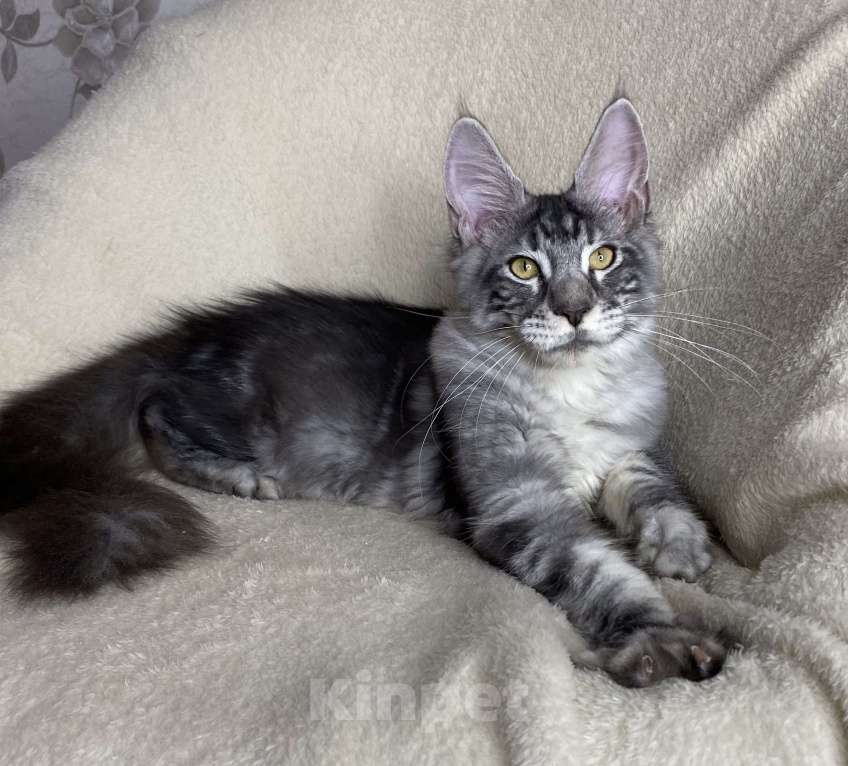 Кошки в Дмитрове: Черная серебристая мраморная девочка мейн кун Roxana Девочка, 30 000 руб. - фото 5