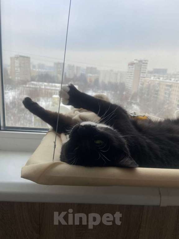 Кошки в Москве: Маркизный ласковый кот Орешек в добрые руки Мальчик, Бесплатно - фото 4