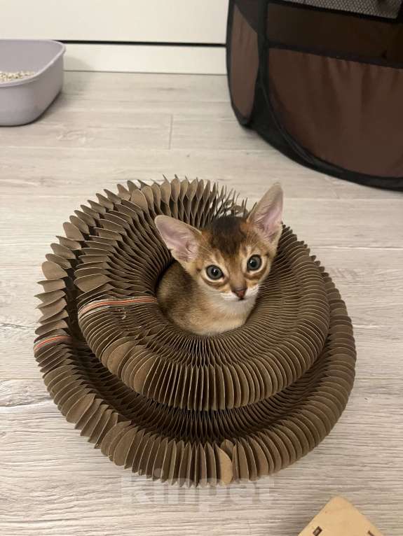 Кошки в Москве: Абиссинские котята Мальчик, 55 000 руб. - фото 2