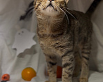 Кошки в Уфе: Котенок в добрые руки Девочка, Бесплатно - фото 2