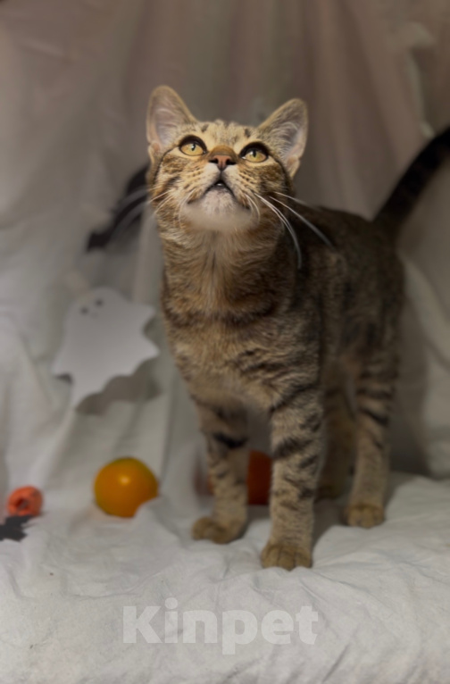 Кошки в Уфе: Котенок в добрые руки Девочка, Бесплатно - фото 2