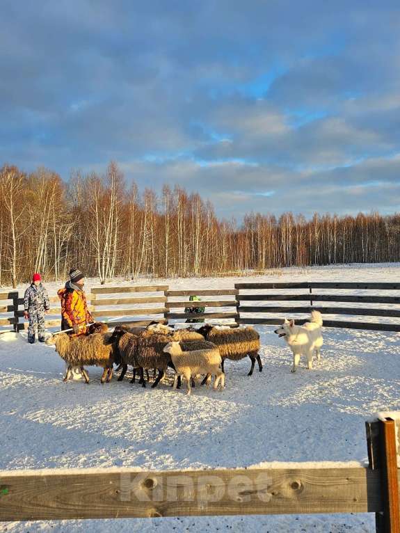 Собаки в Москве: Щенки бшо Разнополые, 90 000 руб. - фото 3