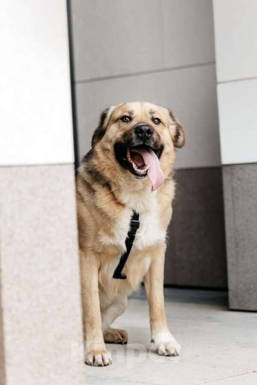 Собаки в Москве: Дынька ждёт своего человека. Мальчик, Бесплатно - фото 5