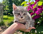 Кошки в других городах Московской области: Малышка Бэтси (2 мес.) ищет дом Девочка, Бесплатно - фото 1