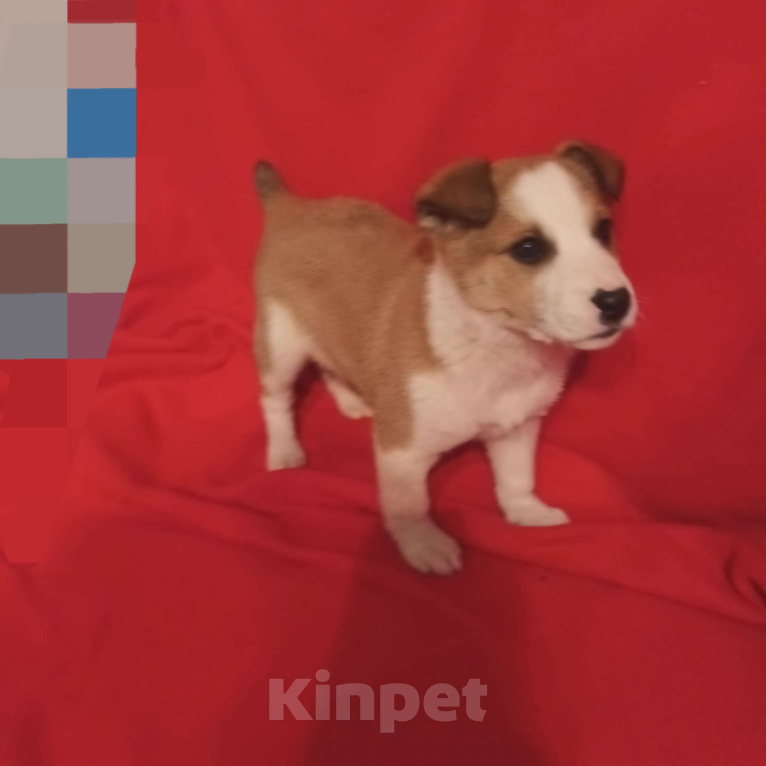 Собаки в Санкт-Петербурге: Щенок в добрые руки  Мальчик, Бесплатно - фото 2