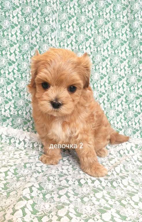 Собаки в Москве: мальтипу девочка F1 Девочка, 120 000 руб. - фото 2