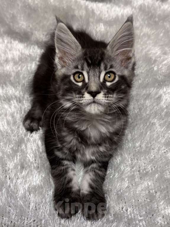 Кошки в Петергофе: Девочка красотка Девочка, 45 000 руб. - фото 3