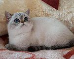 Кошки в Новоалександровске: Скоттиш страйт, 6 000 руб. - фото 5