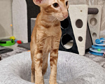 Кошки в Подольске: Яркое солнышко Мальчик, 65 000 руб. - фото 5