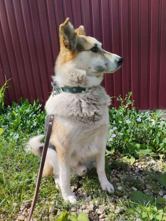 Собаки в Липецке: Собака в добрые руки  Мальчик, Бесплатно - фото 2