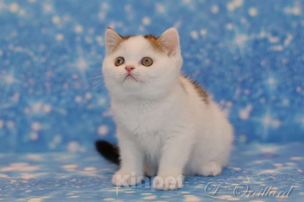 Кошки в Ярославле: Шотландский короткошерстный котенок Мальчик, 30 000 руб. - фото 4