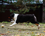 Собаки в Звенигороде: Австралийская овчарка девочка Девочка, 50 000 руб. - фото 2