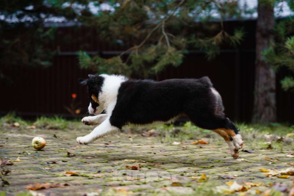 Собаки в Звенигороде: Австралийская овчарка девочка Девочка, 50 000 руб. - фото 2
