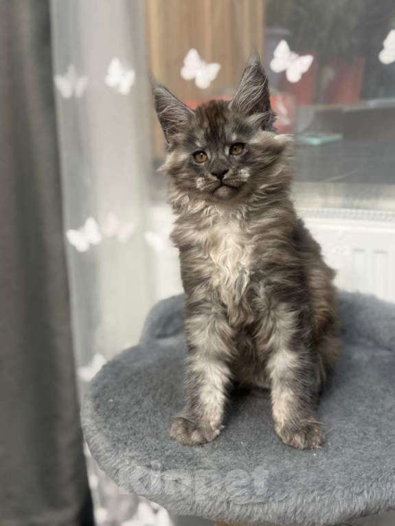 Кошки в Череповце: Чистопородный Мейн Кун Мальчик, 45 000 руб. - фото 2