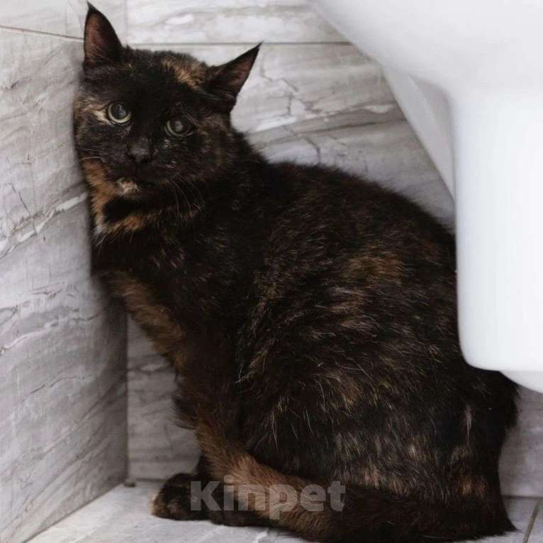 Кошки в Москве: Виртуальная фотосессия — единственный шанс найти дом для Яшмы, потому что она очень боится...  Девочка, Бесплатно - фото 3