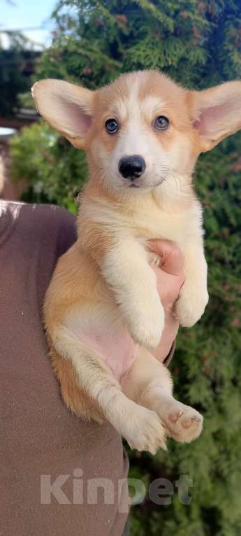 Собаки в Дмитрове: Корги щенки Девочка, 40 000 руб. - фото 2