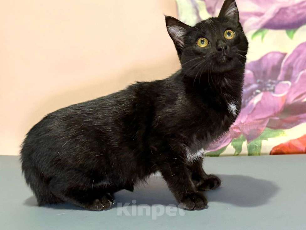 Кошки в Москве: Котенок Тося, 6 месяца в добрые руки Девочка, Бесплатно - фото 1