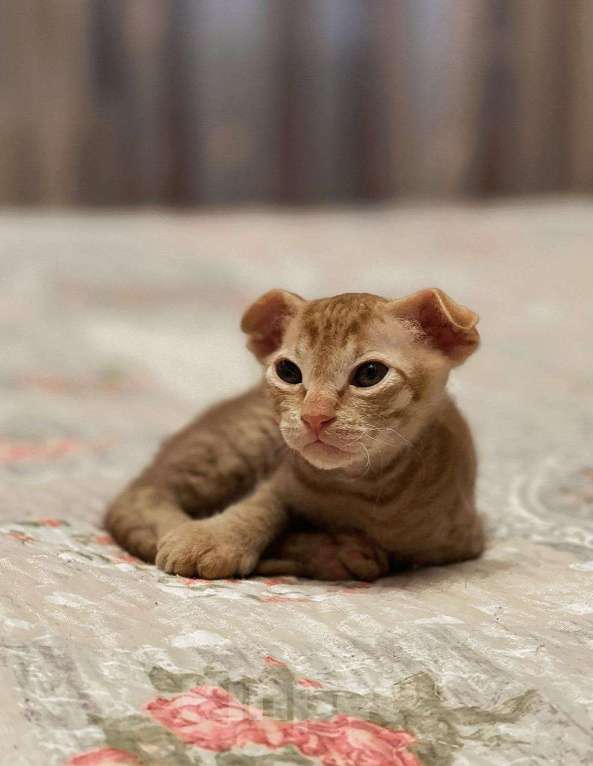 Кошки в Семикаракорске: Сфинкс, 16 000 руб. - фото 1