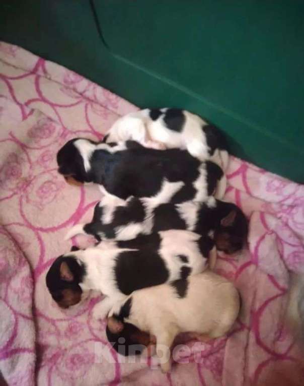 Собаки в Самаре: Детки йорки, 1 руб. - фото 3