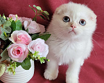 Кошки в Санкт-Петербурге: Котята фолд и страйт Мальчик, 50 000 руб. - фото 6