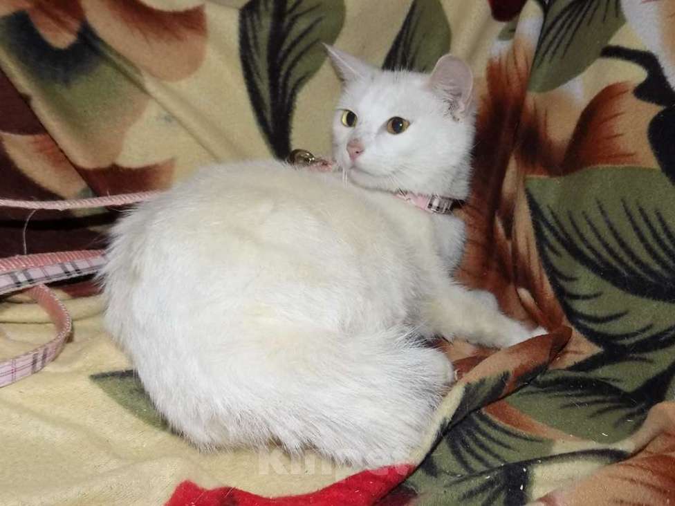 Кошки в Москве: Кошка в заботливые руки Девочка, 8 000 руб. - фото 2