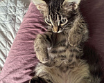 Кошки в Ижевске: котенок в добрые руки Мальчик, Бесплатно - фото 2