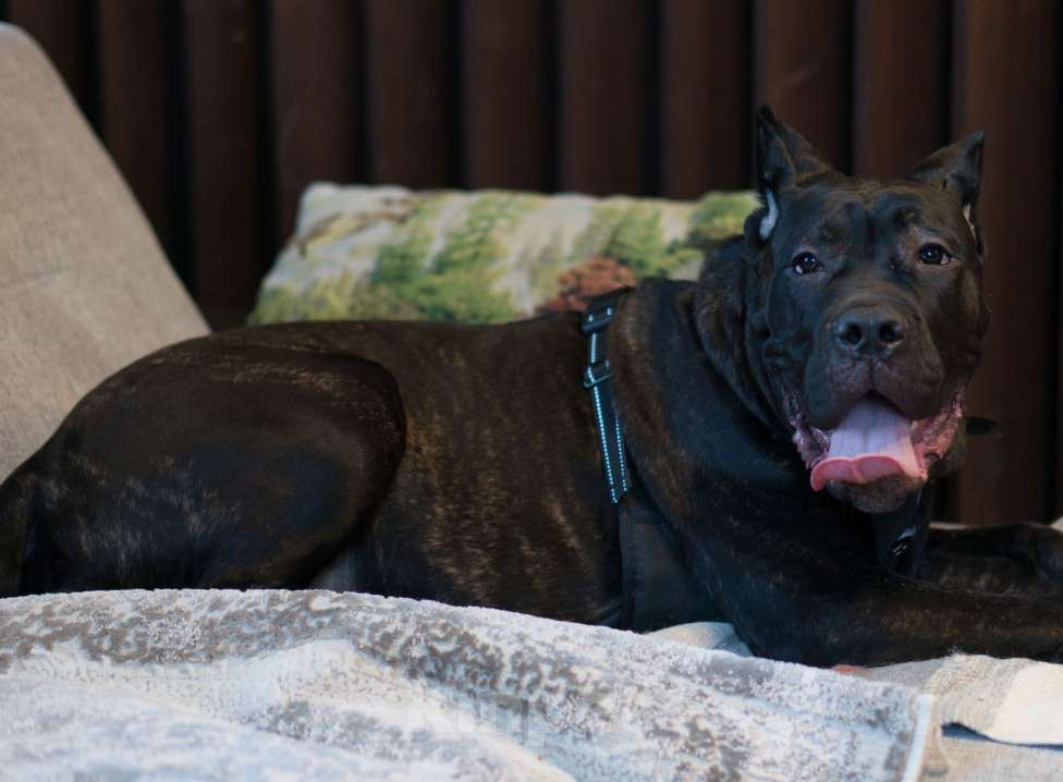 Собаки в Волоколамске: Кане-Корсо щенок Девочка, 55 000 руб. - фото 1