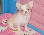 Собаки в Санкт-Петербурге: Девочка чихуахуа  Девочка, 50 000 руб. - фото 5