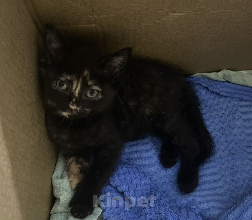 Кошки в Свободном: Котенок в добрые руки Девочка, Бесплатно - фото 1