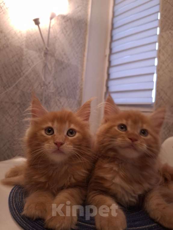 Кошки в Нижнем Новгороде: Мейн- кун котята с родословной Мальчик, Бесплатно - фото 1